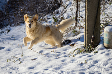 Cute dog playing in the snow
