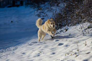 Cute dog playing in the snow