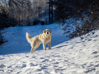 Cute dog playing in the snow
