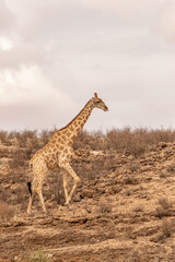 Giraffe in the Kgalagadi