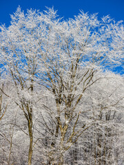 Winter landscape 