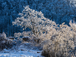 Winter landscape 