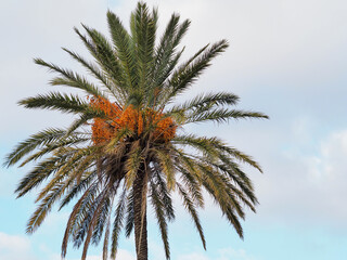 Fototapeta na wymiar Crown of a tall date palm against a blue sky