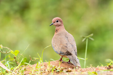 A laughing dove sitting on a small branch of a bush on the outskirts of Bangalore on a cloudy day