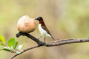 A purple rumped sunbird drinking nectar from a flower on the outskirts of Bangalore