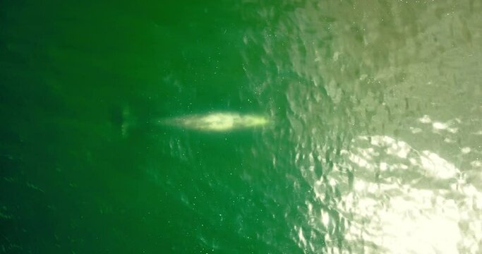 Aerial Top Forward Shot Of Fish Swimming In Deep Ocean On Sunny Day - Ruby Beach, Washington
