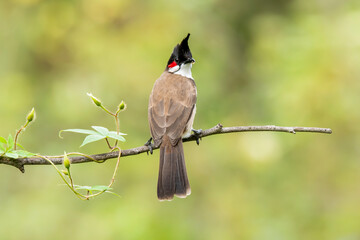 A red-whiskered bulbul relaxing on a twig in a bush on the outskirts of Bangalore