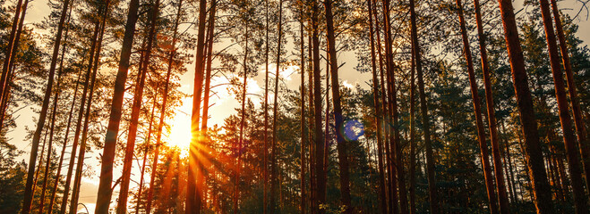 Beautiful spring background with sunset in the forest