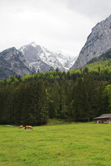Fototapeta na wymiar Cows in Zugspitze valley, Garmisch-Partenkirchen, Germany