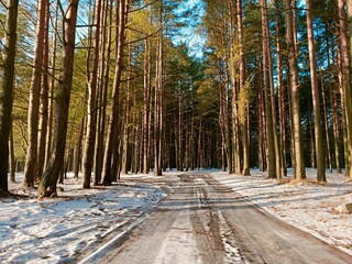 winter forest road - 479206932