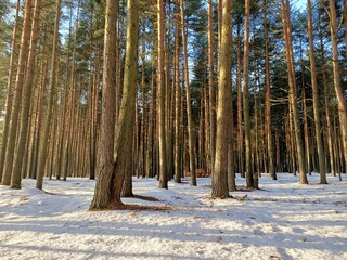 winter forest road - 479206934