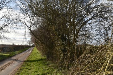 Hedge