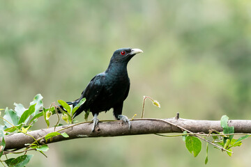 A male Asian Koel bird resting on a branch of a tree on the outskirts of Bangalore
