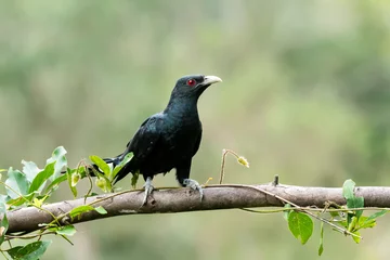 Fototapeten A male Asian Koel bird resting on a branch of a tree on the outskirts of Bangalore © Chaithanya