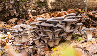 Der Austern-Seitling ist ein beliebter Speisepilz (Winterpilz). Die Fruchtkörper erscheinen oft in dichten Büscheln und gehört neben Kulturchampignon und Shiitake zu den drei wichtigsten Kulturpilzen.