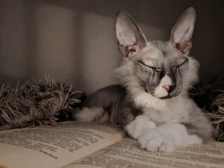 the cat is resting in the afternoon on a book