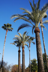Palm trees in Cordoba, Spain