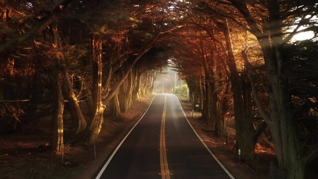 Magical golden sunset light shining through the cypress tree tunnel with empty road. Drone flight straight in the tree tunnel at sunrise. Zoom in perspective of small countryside road. 4K background