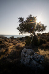 Sun shines through a olive tree at Cape Aspro cliffs