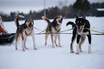 Northern breed of sled dogs, strong and hardy. Intelligent eyes and protruding tongues. Fastest dogs in world. Three Alaskan huskies are standing in harness and waiting for start of race.