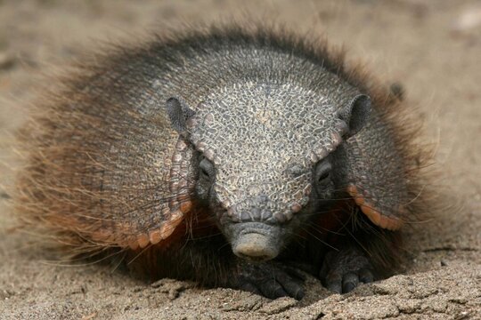 2008 11 07 195950 Argentine - P&eacute;ninsule Valdes - 744