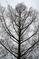 Autumn, winter, silhouette of a defoliated tree against a grey sky