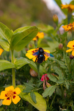 A Black Bee Looking For Something To Eat