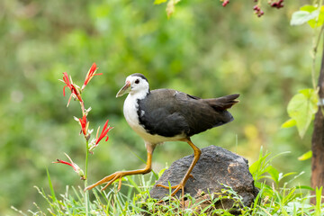 A white breasted waterhen feeding on crumbs on the ground near a pool of water on the outskirts of Bangalore