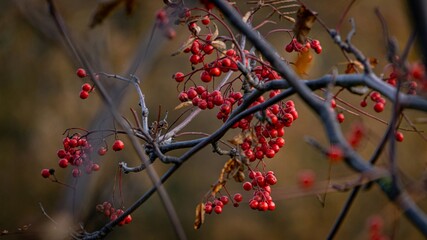 autumn leaves in the snow