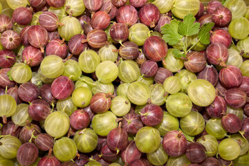 fresh gooseberry