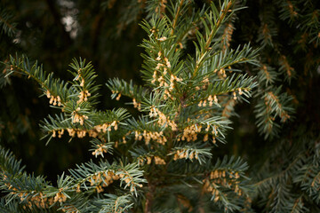 Taxus baccata