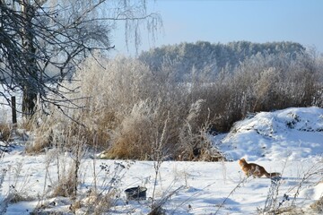 snow covered trees