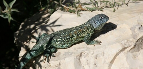 2008 11 10 203849 Argentine - Punta Tombo - 311