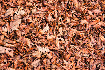 dried out leafs lay on ground