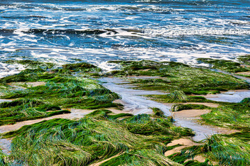 sea grass ecosystem pacific ocean
