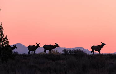 Fototapeta na wymiar Cow Elk Silhouetted at Sunrise in Wyoming in Autumn
