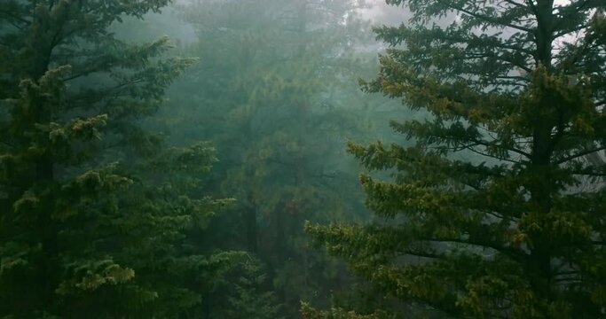 Aerial Growth Of Green Trees In Tranquil Forest, Drone Flying Upwards In Fog During Winter Season - Boulder, CO