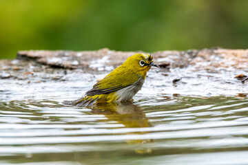 An oriental white eye taking bath in puddle of water on the outskirts of Bangalore