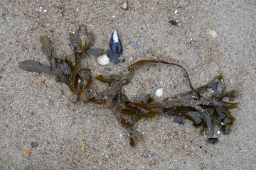 am Meer, Insel Rügen