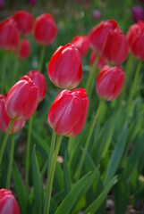 Tulipes roses au jardin