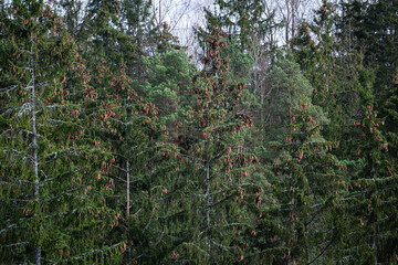 forest on a sunny spring day