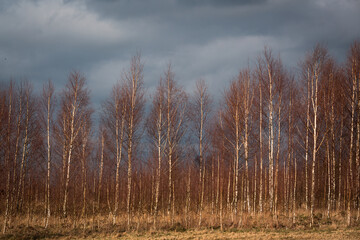 forest on a sunny spring day