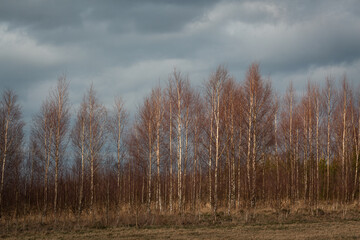 forest on a sunny spring day