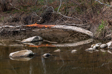 A small forest river with stones