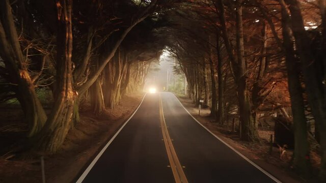 Cinematic nature view of countryside road in cypress forrest alley with vehicle driving under drone. Scenic aerial in dense forest tunnel with beautiful golden light glowing through trees at sunset 4K