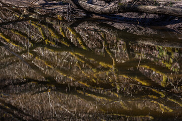 A small forest river with stones