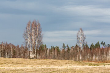 forest on a sunny spring day