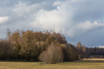 forest on a sunny spring day