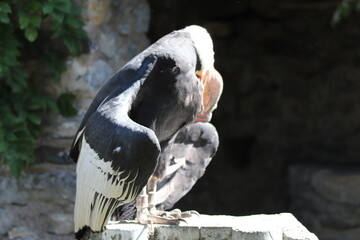 CONDOR