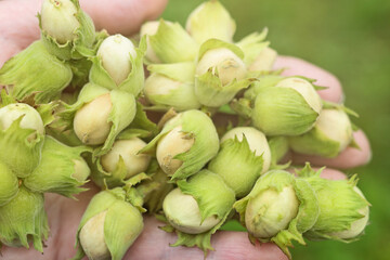 Handful of fresh green harvest nuts